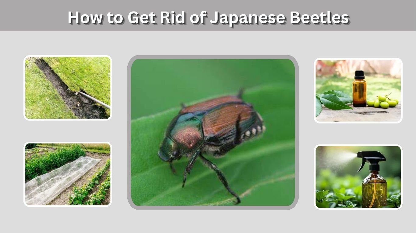 How to Get Rid of Japanese Beetles Without Ruining Your Garden