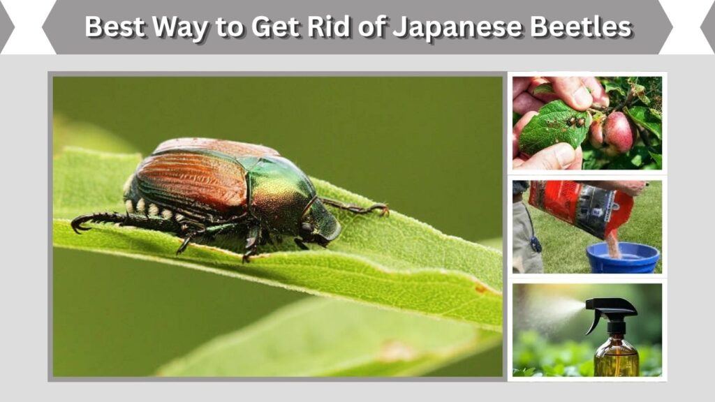 Best Way to Get Rid of Japanese Beetles