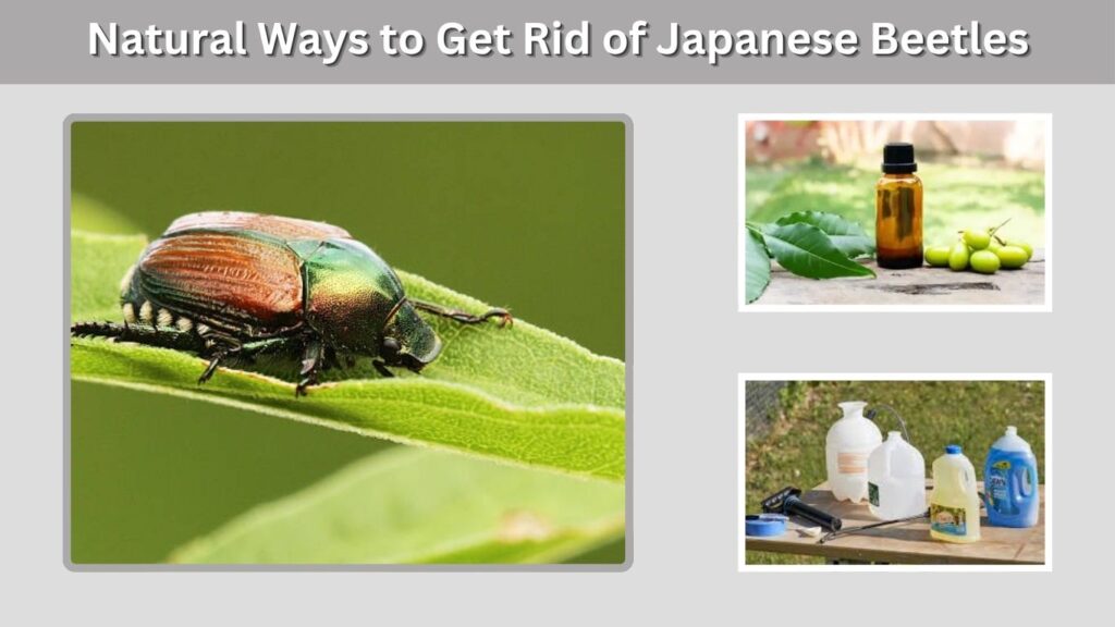 Natural Ways to Get Rid of Japanese Beetles