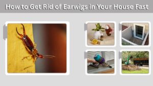 How to Get Rid of Earwigs in Your House Fast