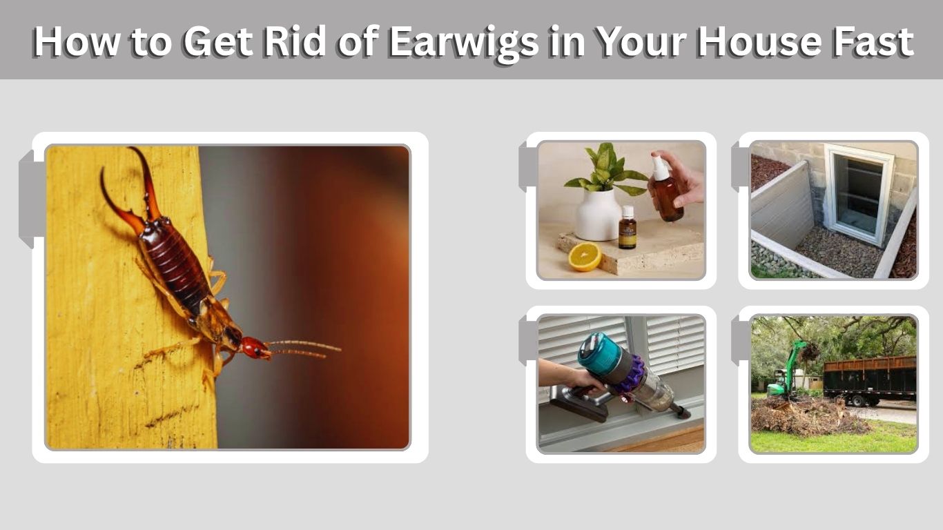 How to Get Rid of Earwigs in Your House Fast
