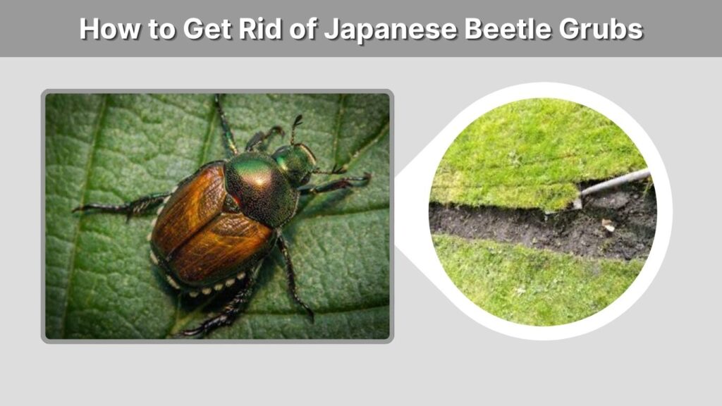 How to Get Rid of Japanese Beetle Grubs