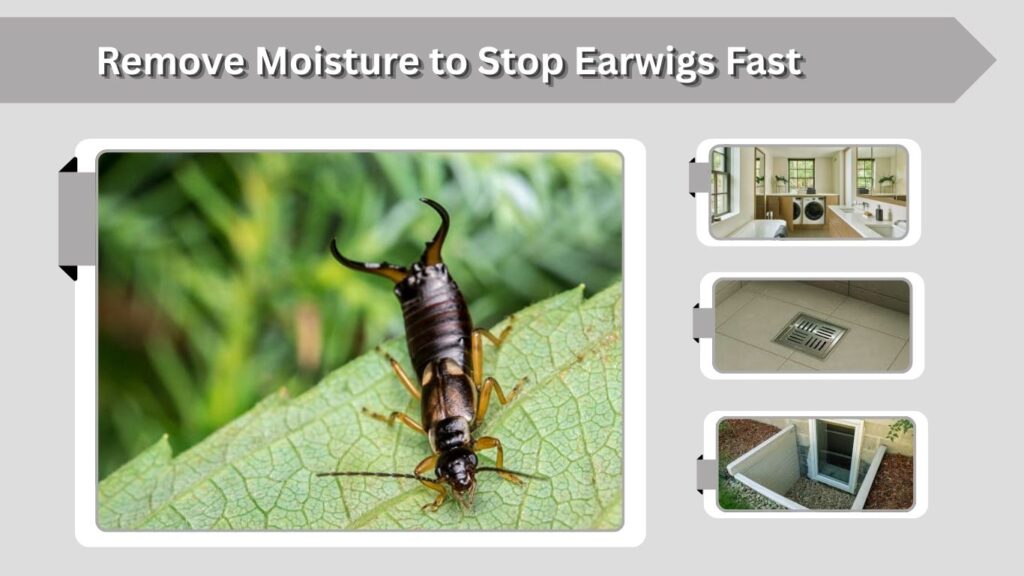 Remove Moisture to Stop Earwigs Fast
