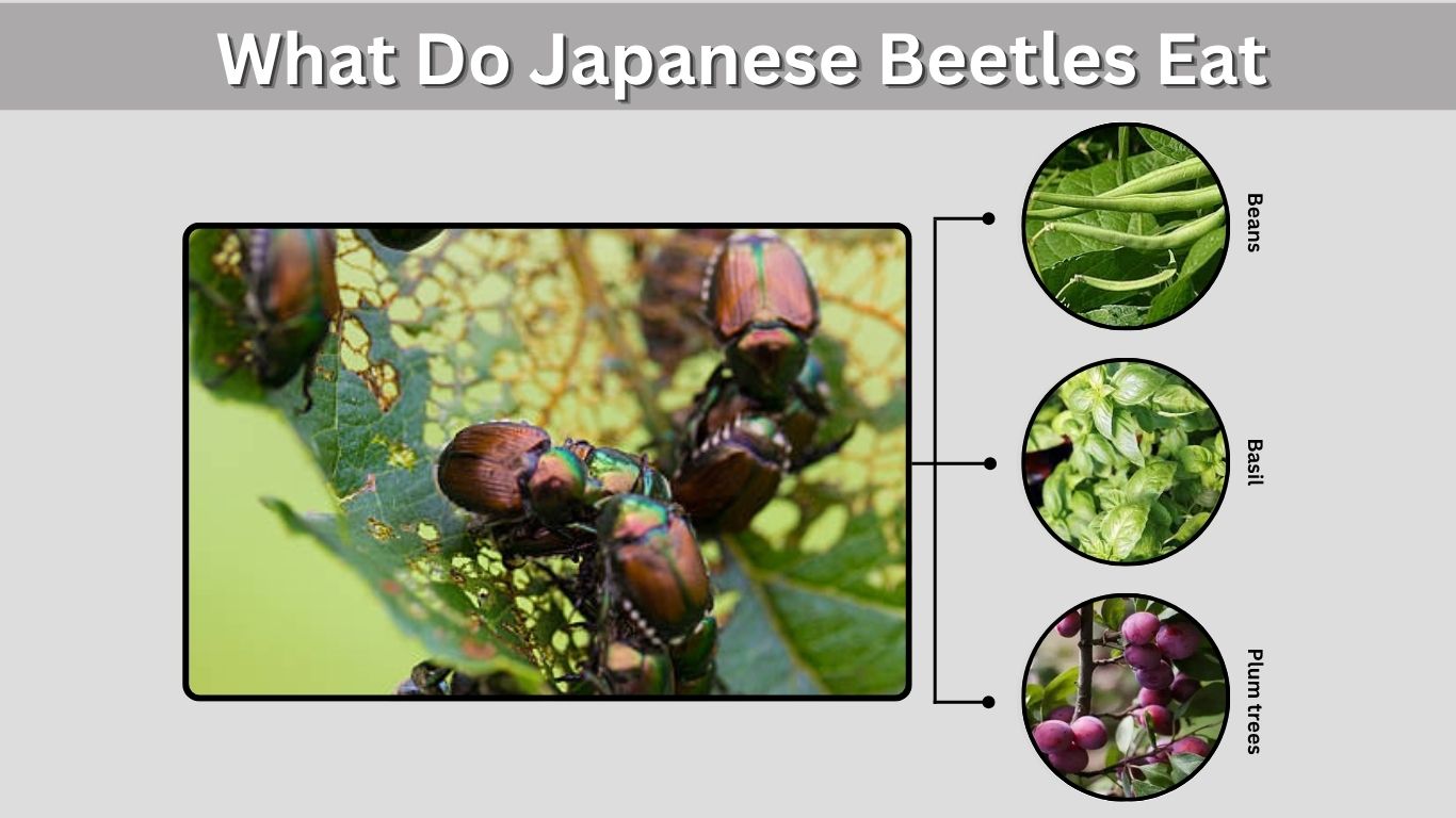 What Do Japanese Beetles Eat? Plants, Predators, and Garden Control