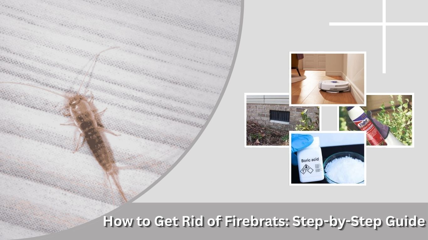 How to Get Rid of Firebrats: Step-by-Step Guide