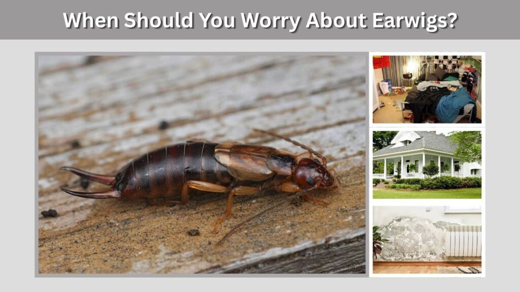 When Should You Worry About Earwigs?