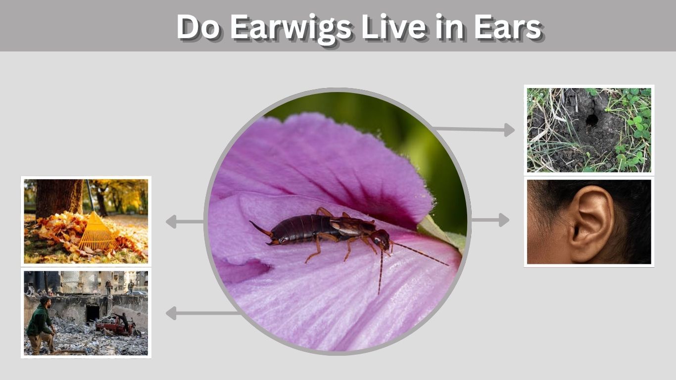 Do Earwigs Live in Ears? Myths, Facts, and Safety