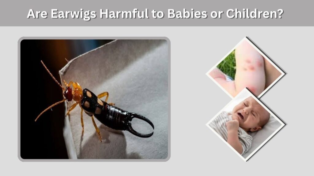 Are Earwigs Harmful to Babies or Children?