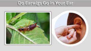 Do European Earwigs Go in Your Ear?