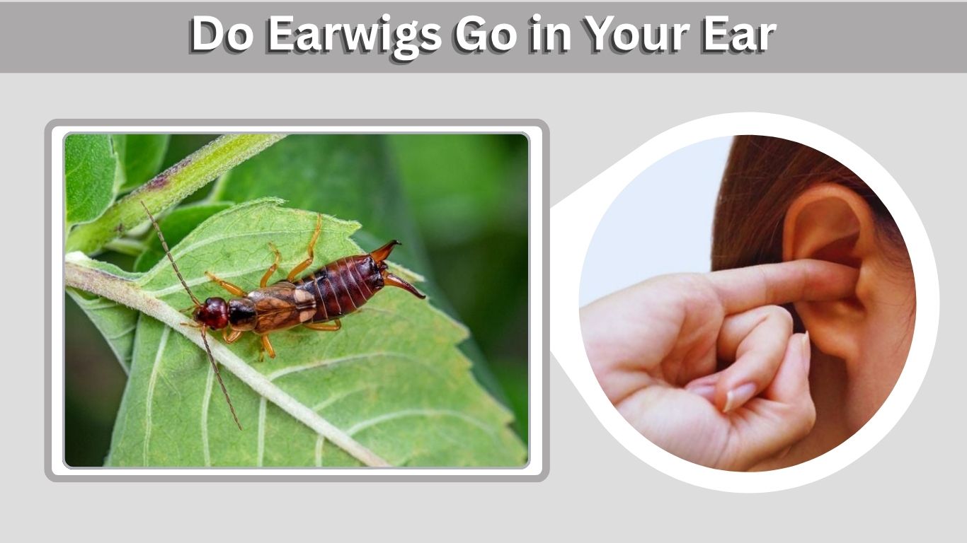Do European Earwigs Go in Your Ear?