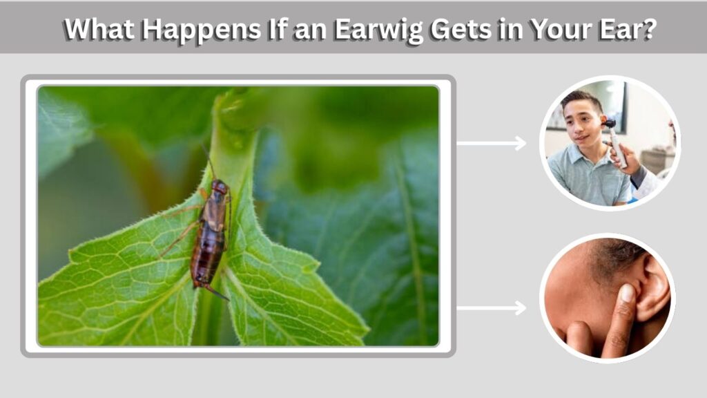 What Happens If an Earwig Gets in Your Ear?
