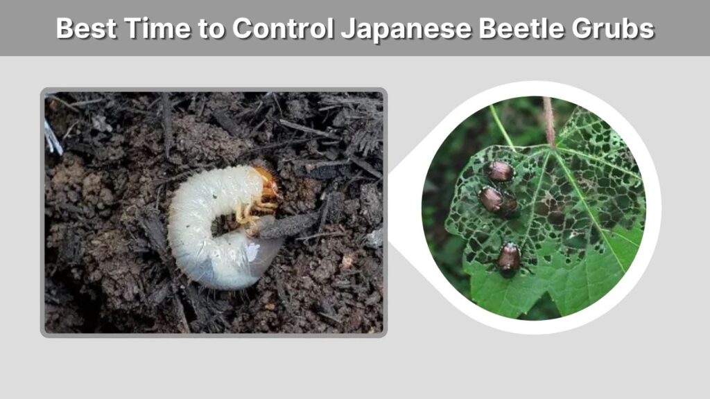 Best Time to Control Japanese Beetle Grubs