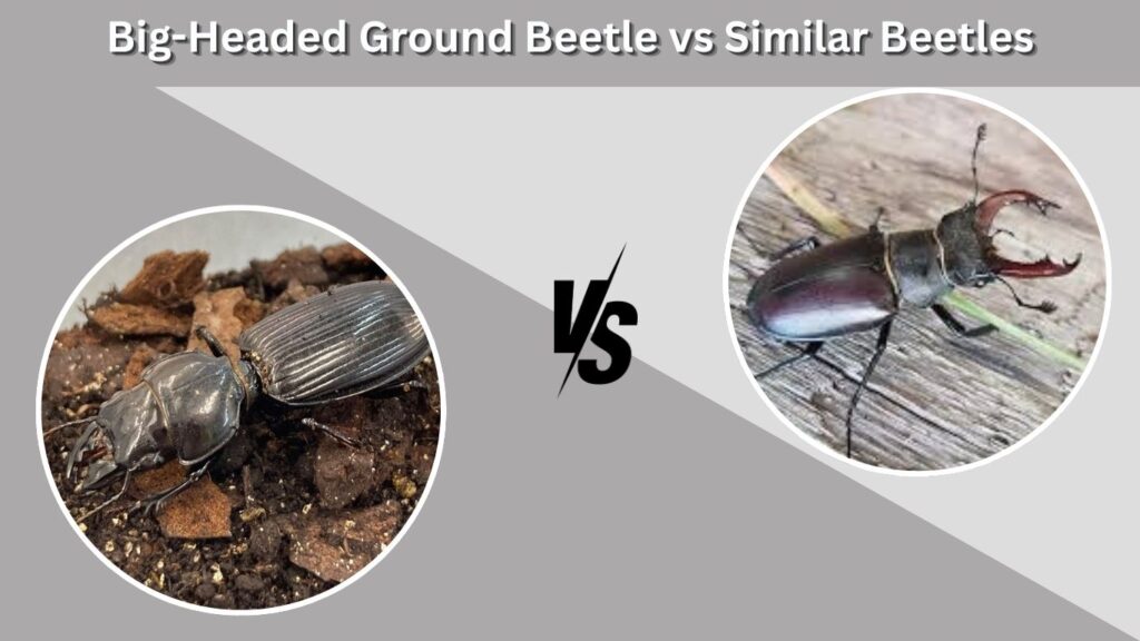 Big-Headed Ground Beetle vs Similar Beetles