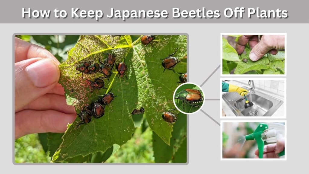 How to Keep Japanese Beetles Off Plants