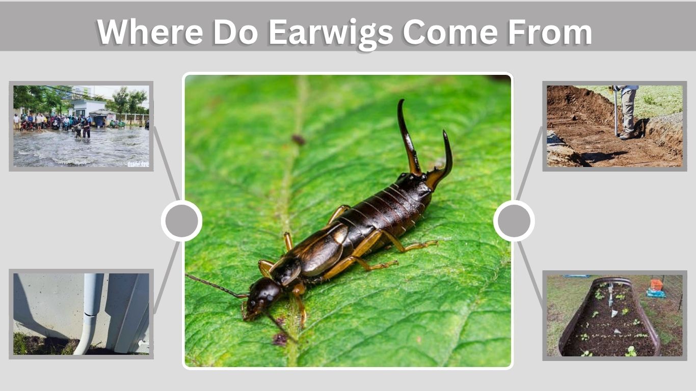 Where Do Earwigs Come From? Causes and Prevention