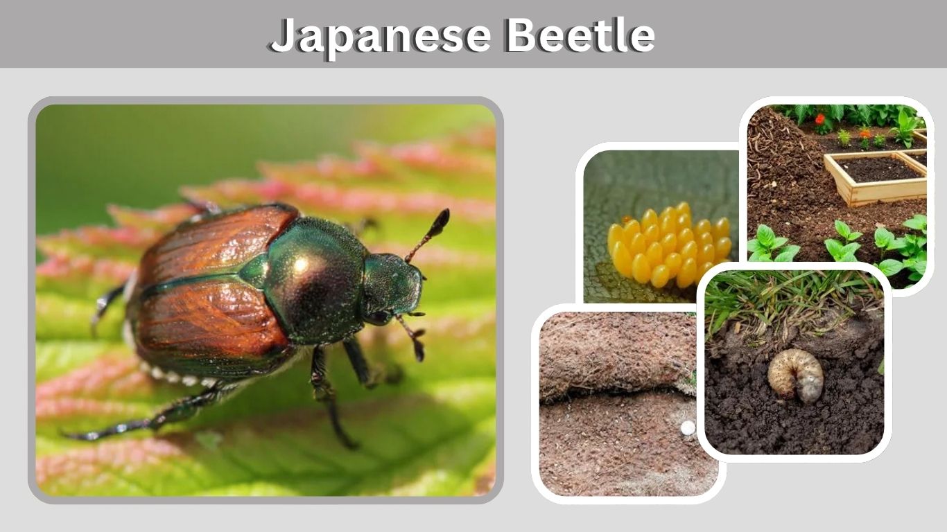 Japanese Beetle: Damage, Life Cycle, and Control Tips