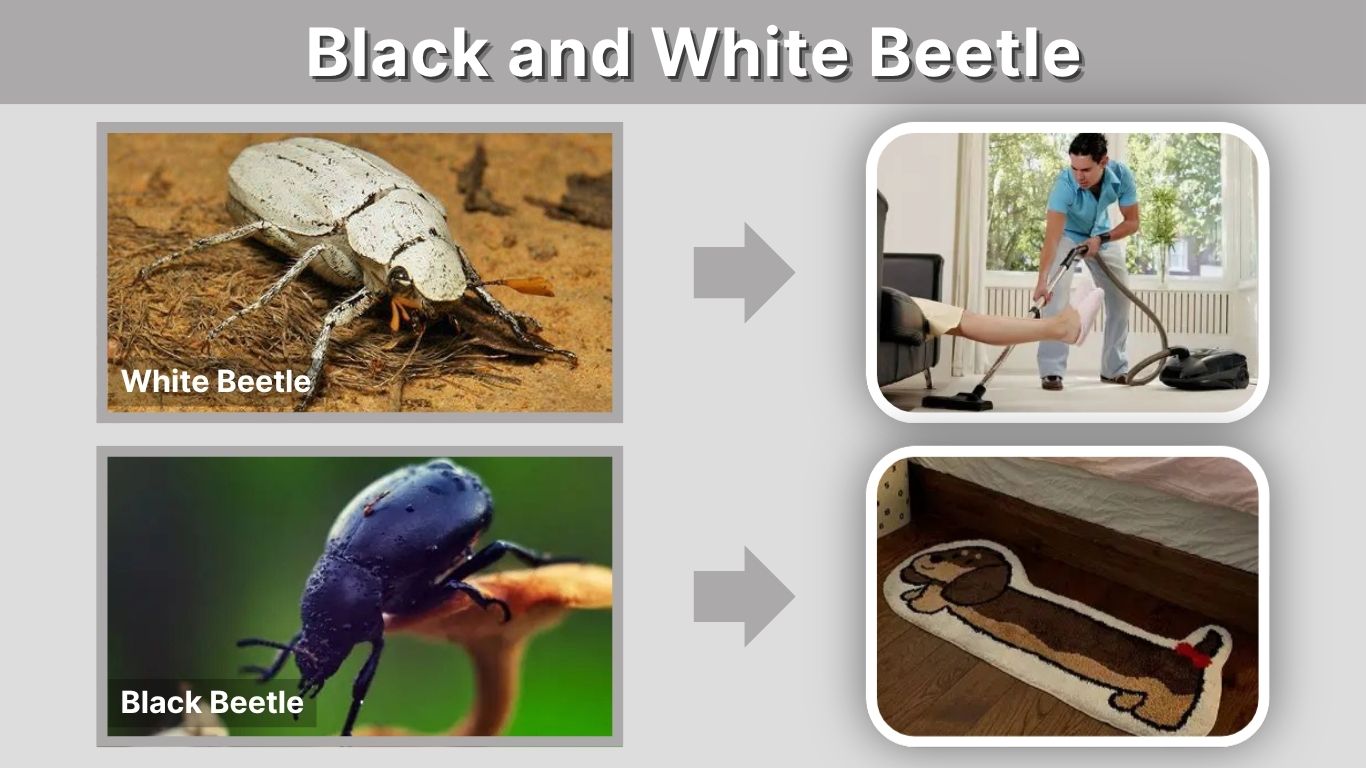 Black and White Beetle: Identification, Types, and Facts