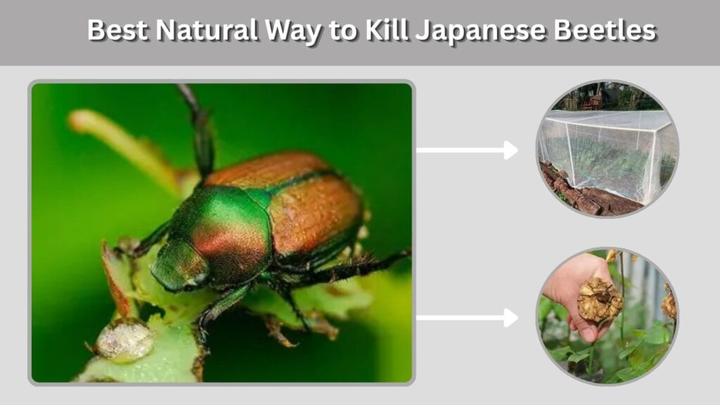 Best Natural Way to Kill Japanese Beetles