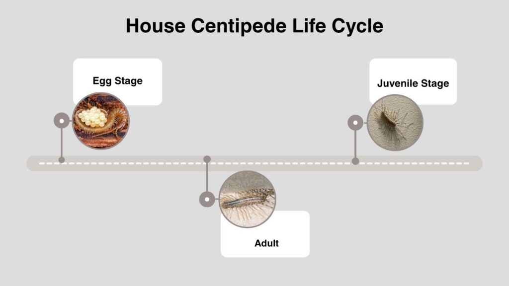 House Centipede Life Cycle