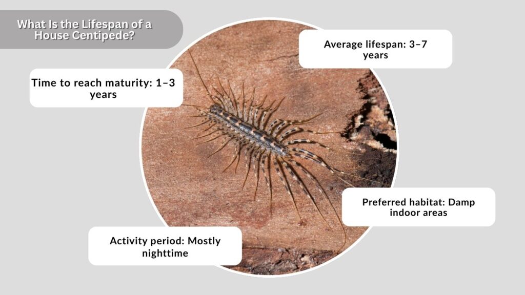 What Is the Lifespan of a House Centipede?