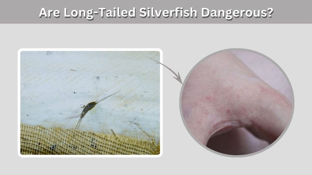 Are Long-Tailed Silverfish Dangerous?
