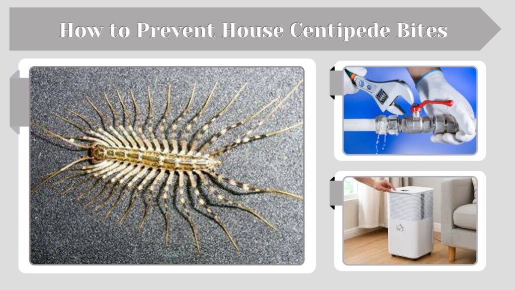 How to Prevent House Centipede Bites