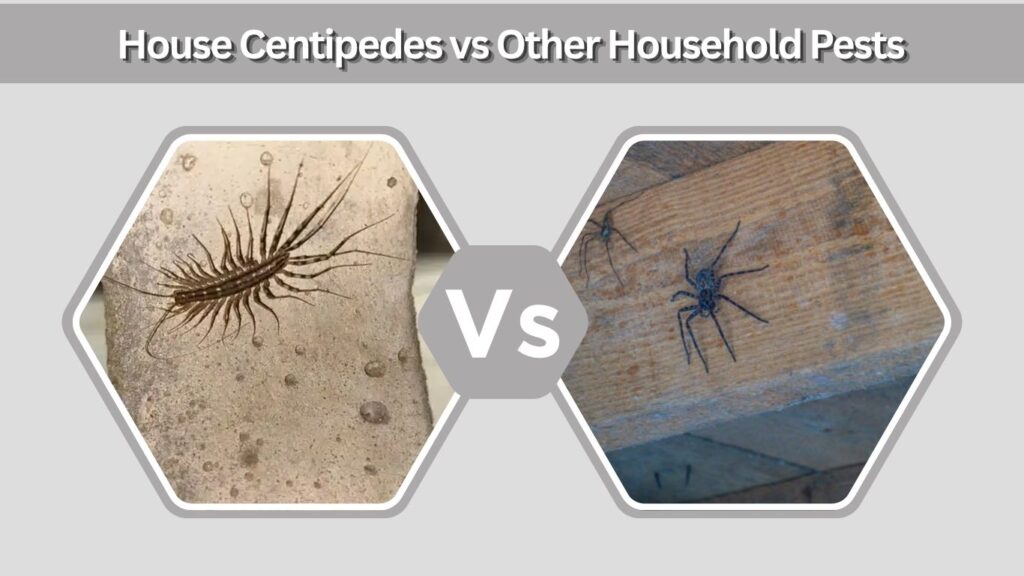 House Centipedes vs Other Household Pests