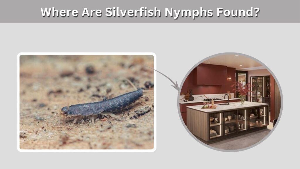 Where Are Silverfish Nymphs Found?
