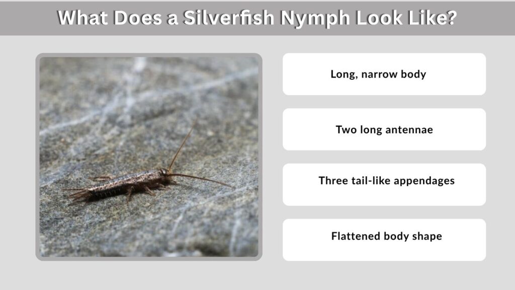 What Does a Silverfish Nymph Look Like?