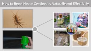 How to Repel House Centipedes Naturally and Effectively