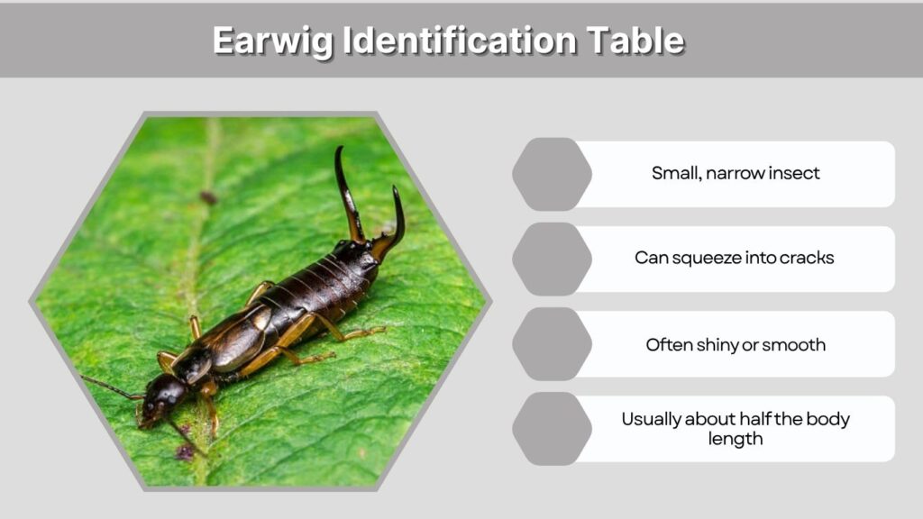 Earwig Identification Table