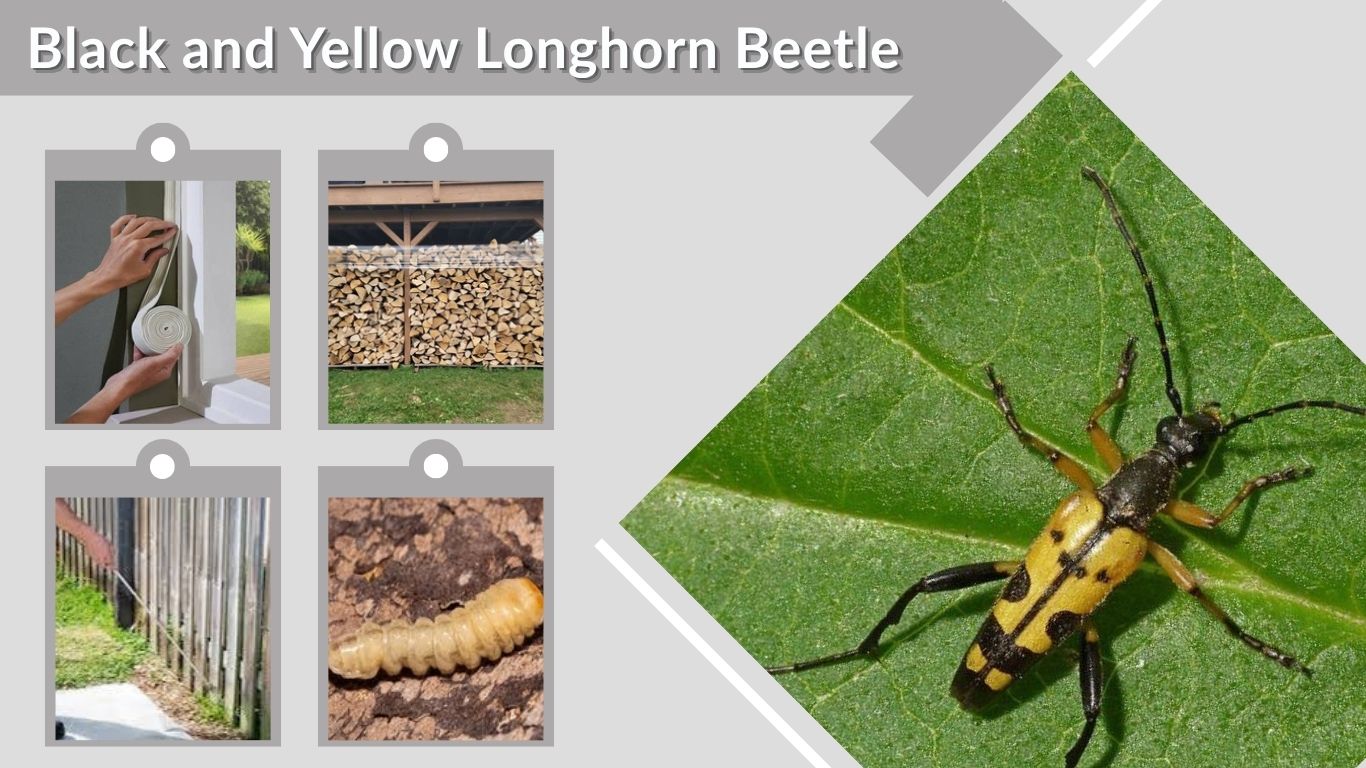 Black and Yellow Longhorn Beetle: ID, Bite and Facts