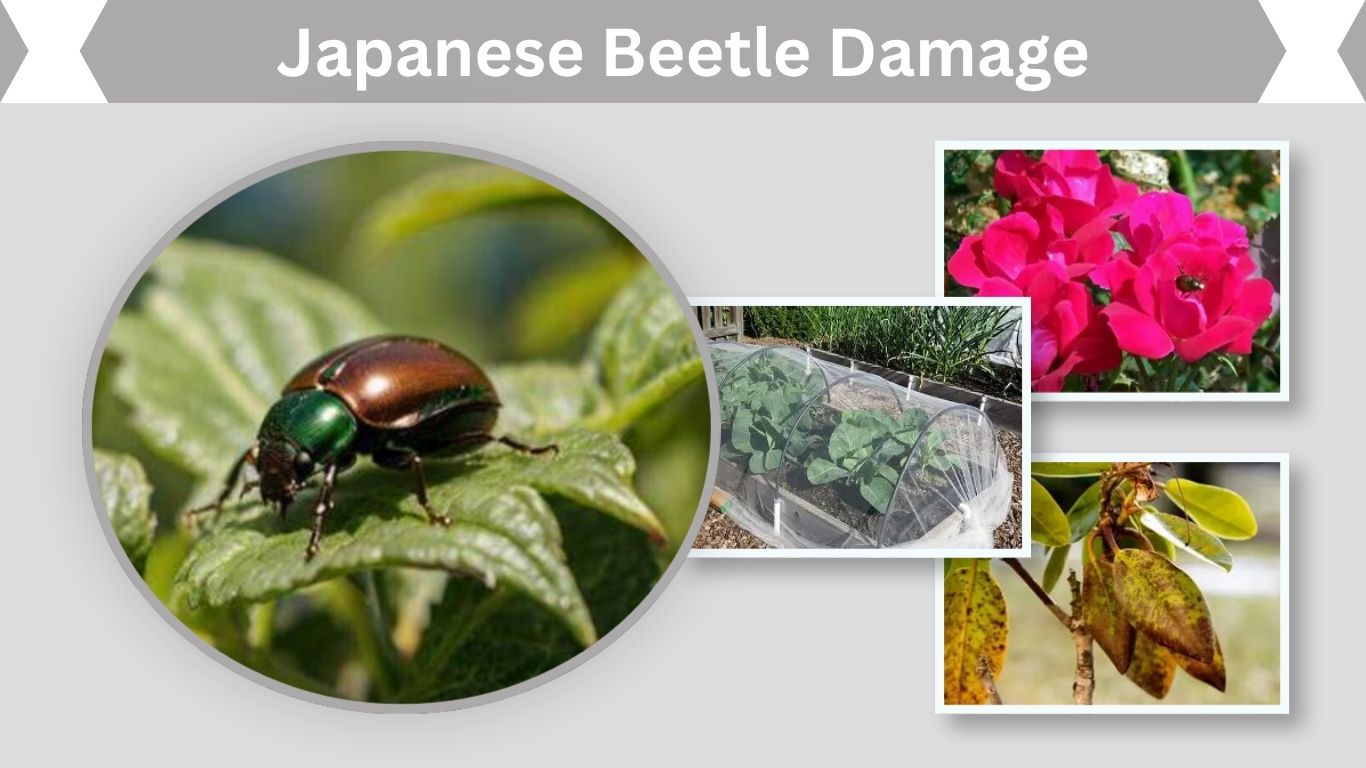 Japanese Beetle Damage: Signs on Leaves, Lawns & Roses