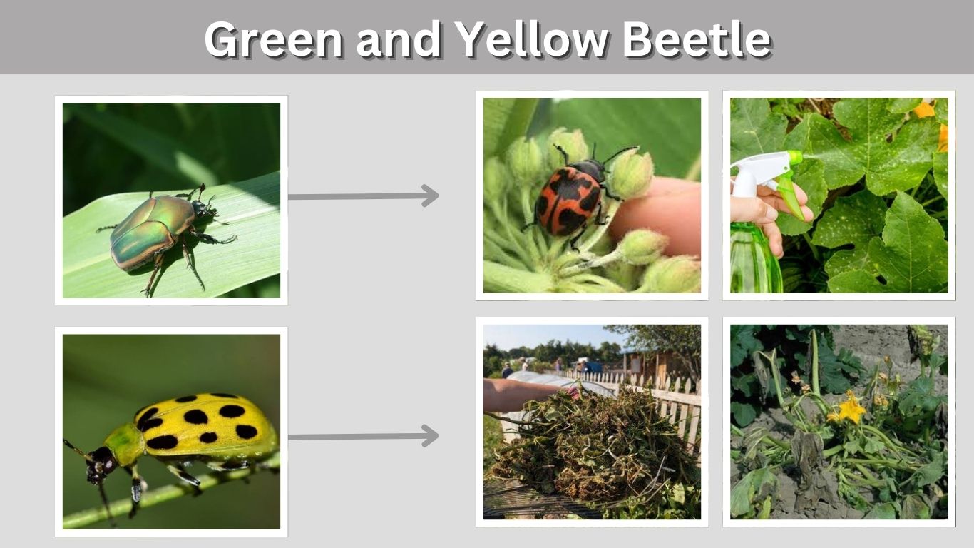 Green and Yellow Beetle: Identification and Common Types
