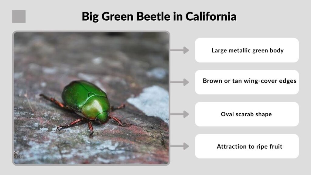Big Green Beetle in California