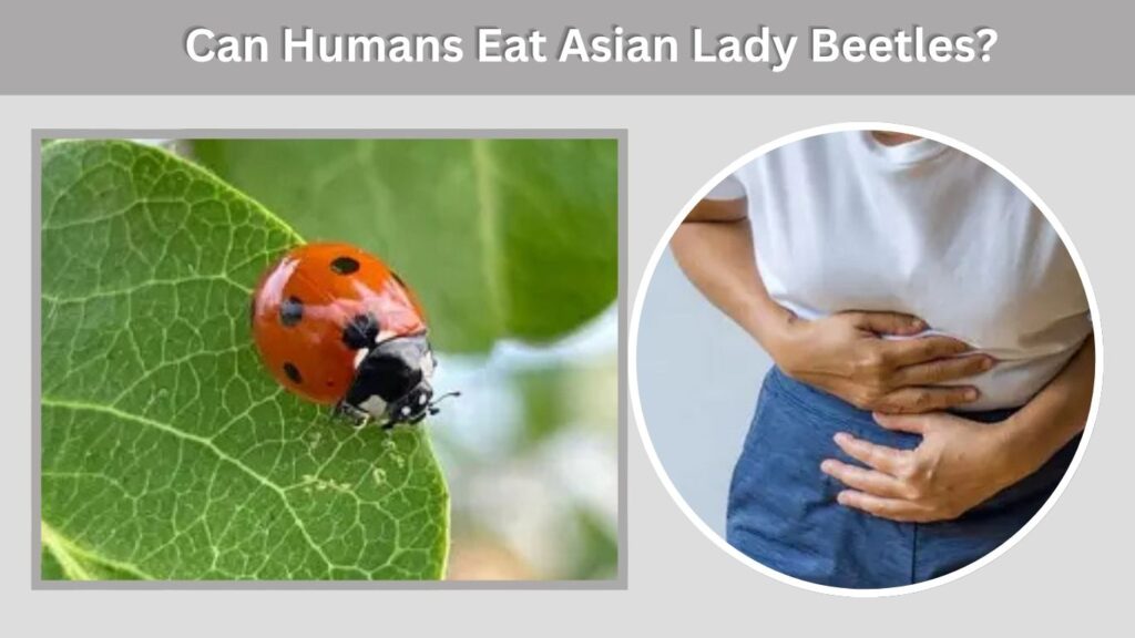 Can Humans Eat Asian Lady Beetles?