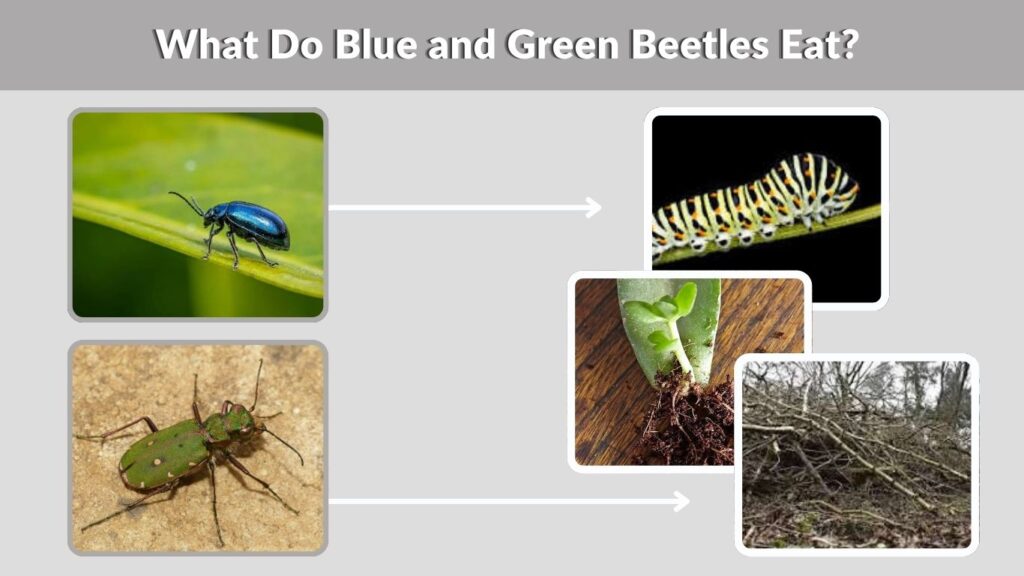 What Do Blue and Green Beetles Eat?
