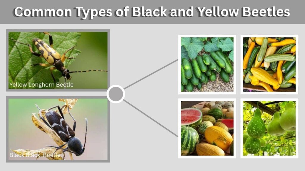 Common Types of Black and Yellow Beetles