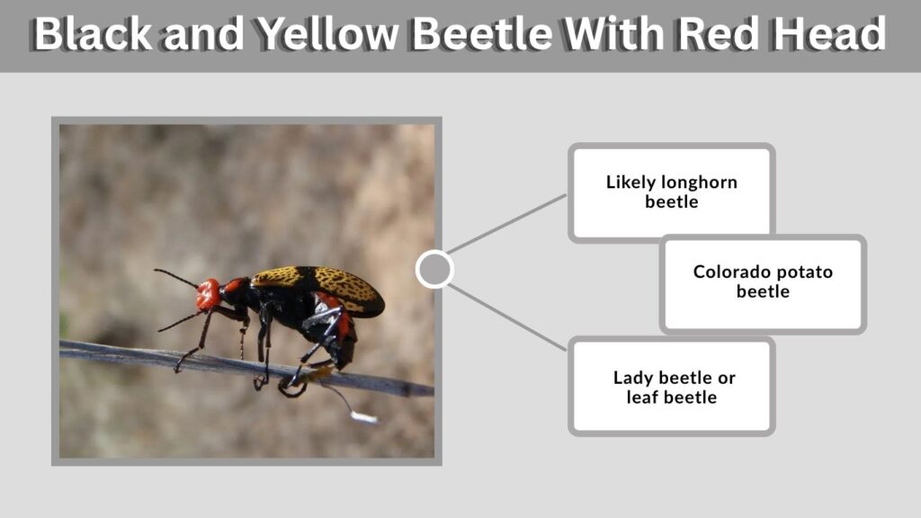 Black and Yellow Beetle With Red Head