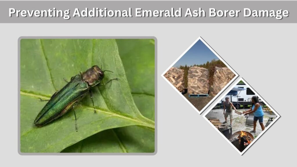 Preventing Additional Emerald Ash Borer Damage