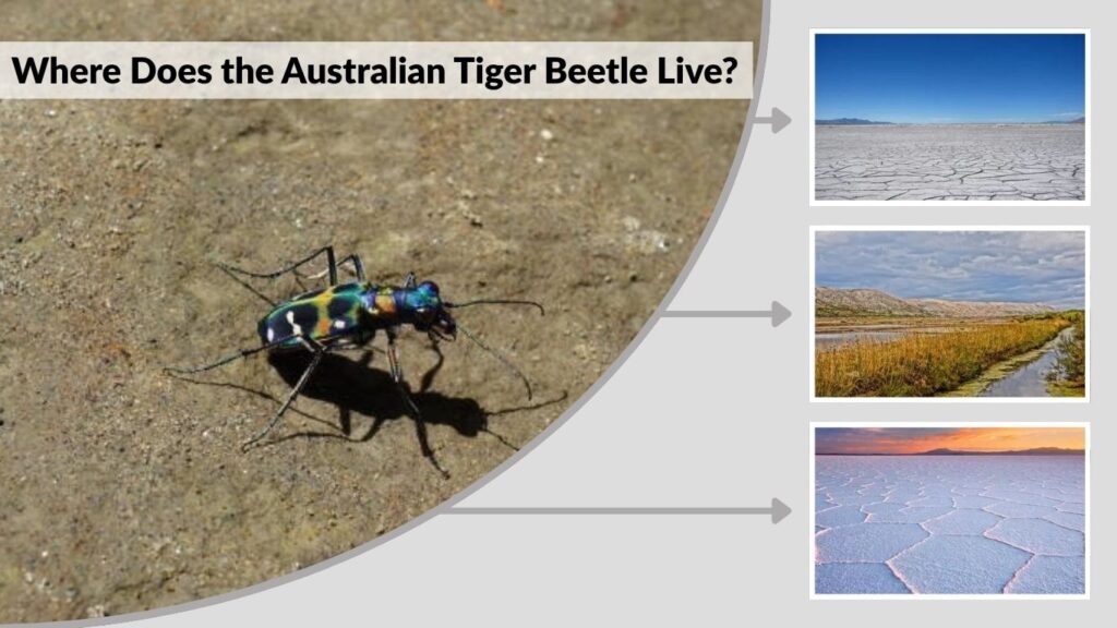 Where Does the Australian Tiger Beetle Live?