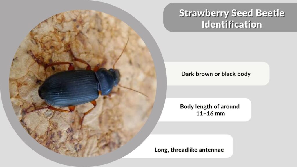 Strawberry Seed Beetle Identification