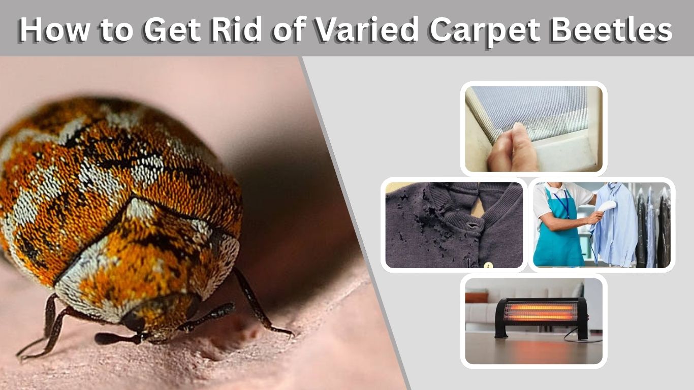 How to Get Rid of Varied Carpet Beetles Quickly