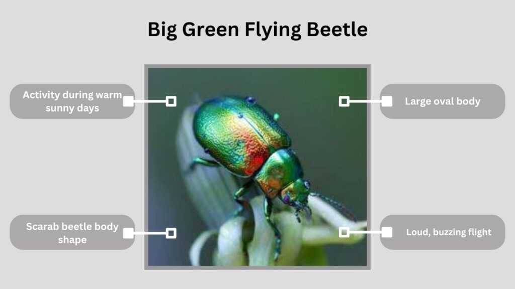 Big Green Flying Beetle
