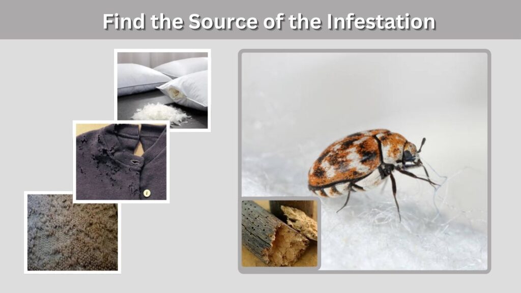 Find the Source of the Infestation