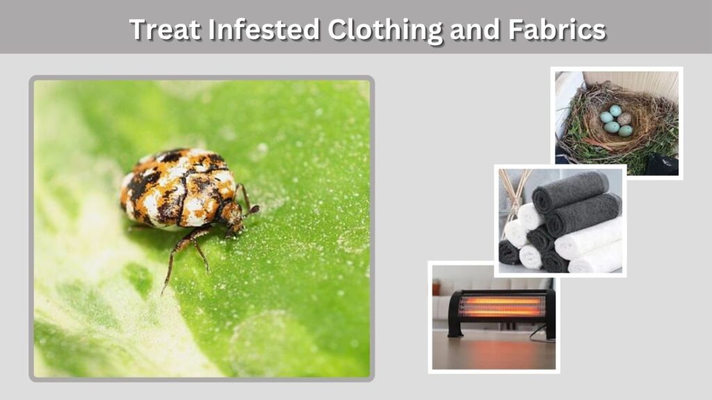 Treat Infested Clothing and Fabrics