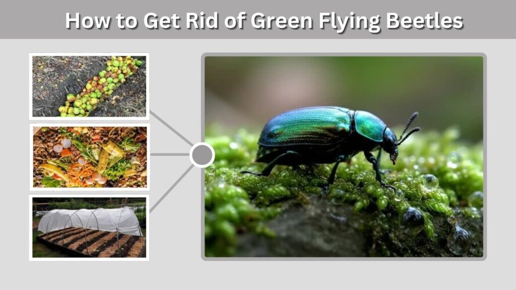 How to Get Rid of Green Flying Beetles