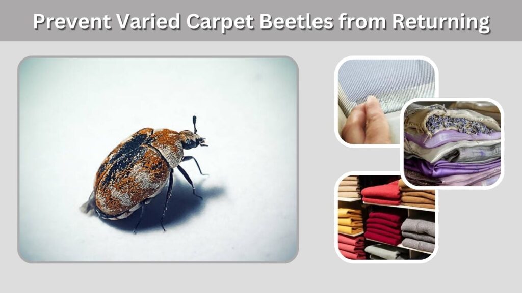 Prevent Varied Carpet Beetles from Returning