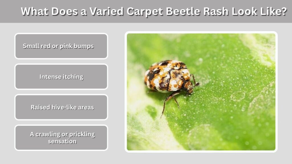 What Does a Varied Carpet Beetle Rash Look Like?