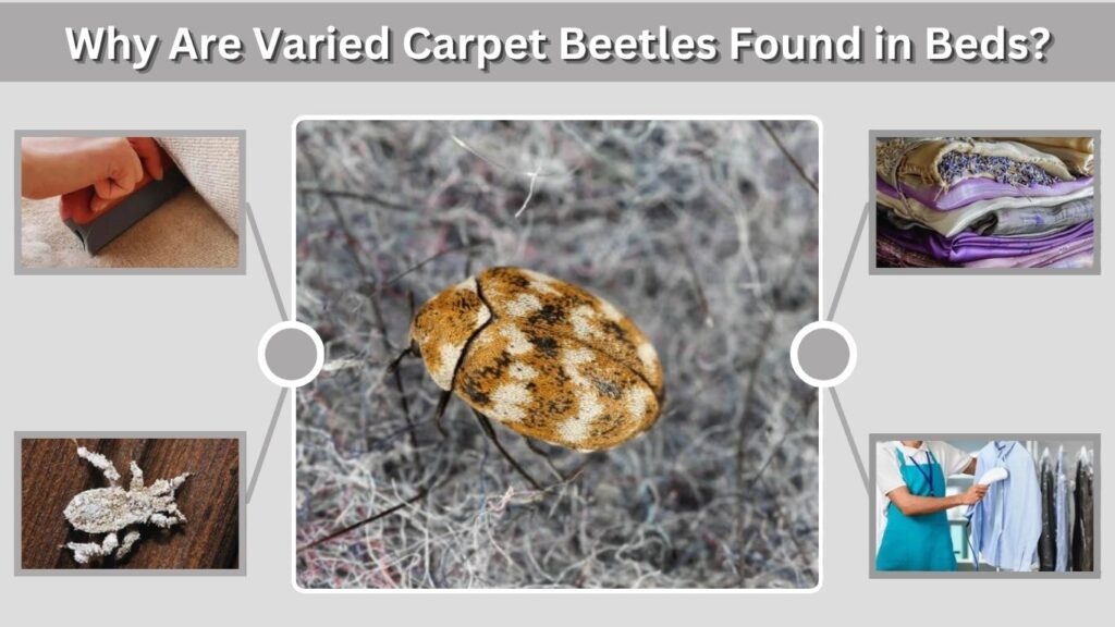 Why Are Varied Carpet Beetles Found in Beds?